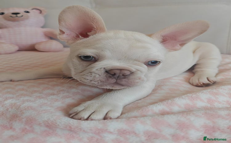 French Bulldog dogs - Advert 6