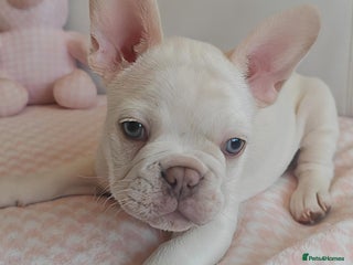 French Bulldog dogs - Advert 4
