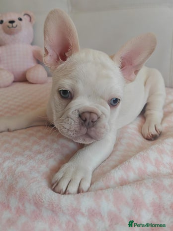 French Bulldog dogs - Advert 6