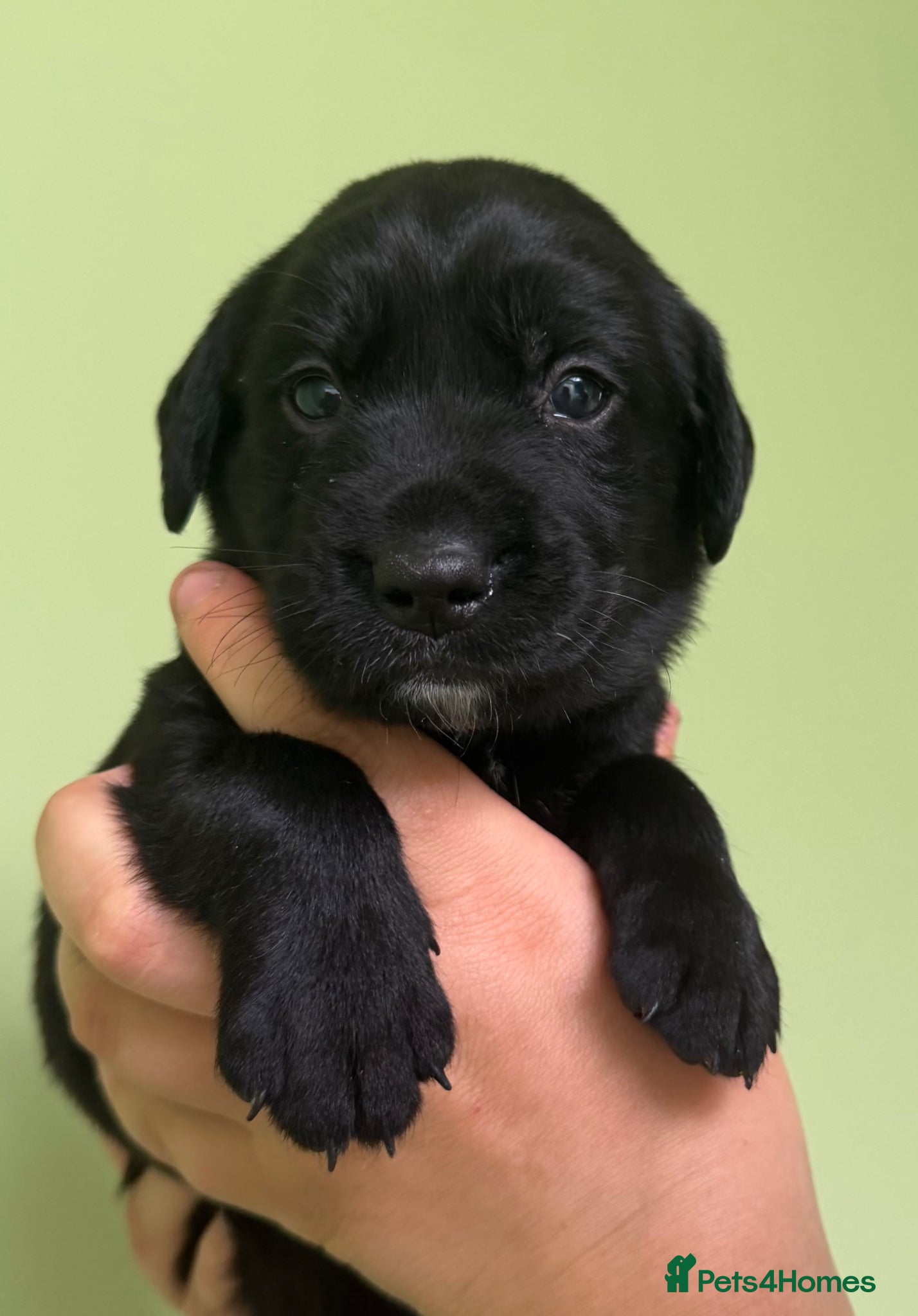 Springador dogs Springador puppies for sale - Advert 2