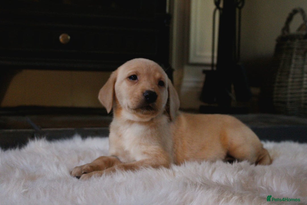 Labrador Retriever dogs for sale: Kc Registered yellow Labrador puppies - Image 11