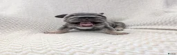 French Bulldog dogs for sale: Gorgeous french bulldog puppies  - Advert 13
