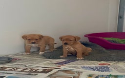 Mixed Breed dogs for sale: Labrador x English Pointer  - Image 6