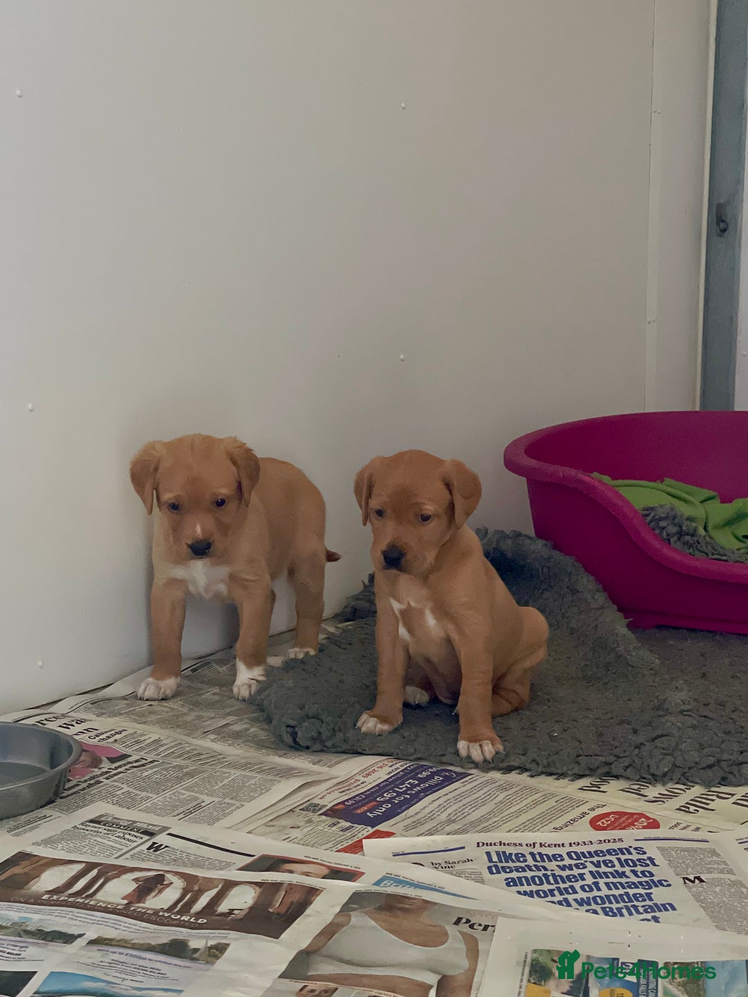 Mixed Breed dogs for sale: Labrador x English Pointer  - Image 6