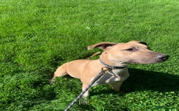Mixed Breed dogs for sale: Billie and Evie lurcher x bullmastiff  - Image 12