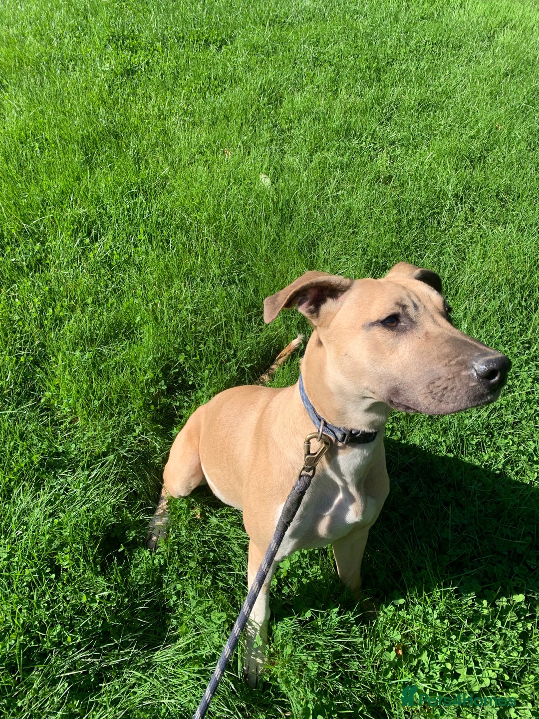 Mixed Breed dogs for sale: Billie and Evie lurcher x bullmastiff  - Image 12
