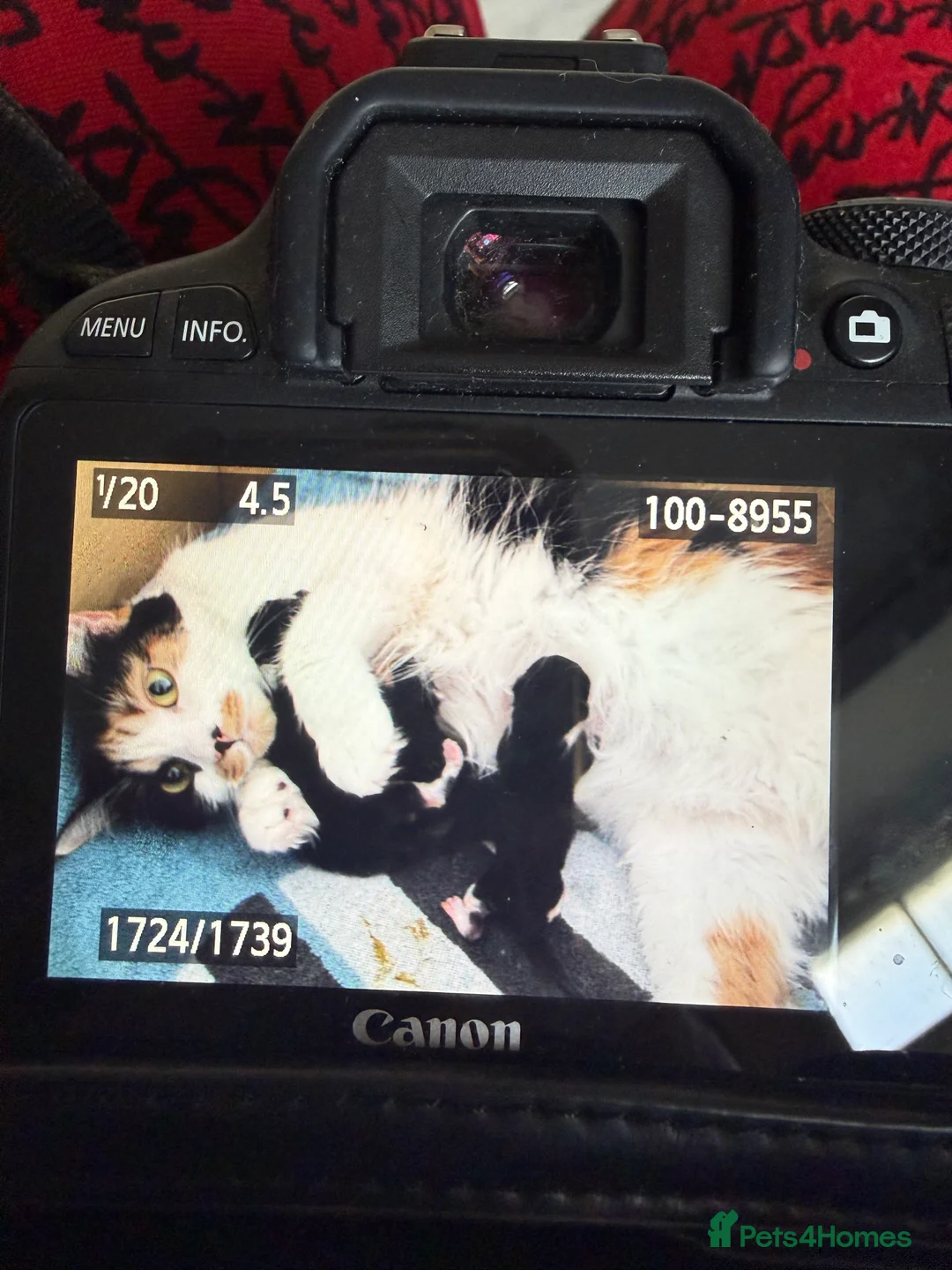 Mixed Breed cats for sale: Calico in Hounslow - Advert 2