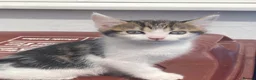 Mixed Breed cats for sale: Playful kittens - Advert 5