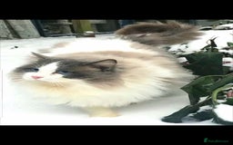 Ragdoll cats for stud: GCCF CHAMPION RAGDOLL STUD in Waterlooville - Image 4