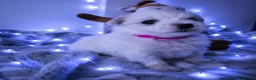 Maltese dogs for sale: 🐶4 Beautiful Maltese Puppies – 3 Boys & 1 Girl - Advert 9