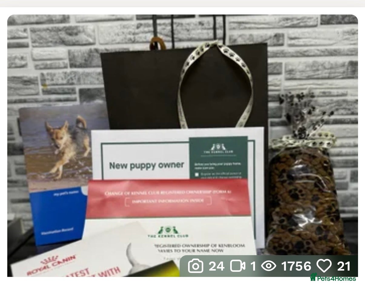 Rottweiler dogs KC Rottweiler Pups ❤️❤️❤️🏆 - Advert 13