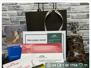 Rottweiler dogs KC Rottweiler Pups ❤️❤️❤️🏆 - Advert 13