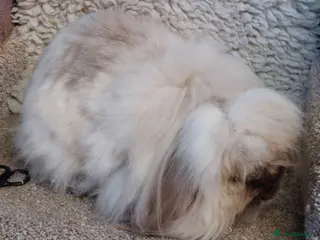 Mini Lop rabbits 2 Beautifull mini lionlop Doe&bucks - Advert 13