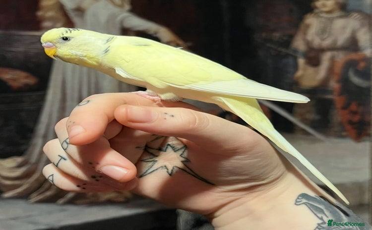 Budgerigars birds - Advert 9