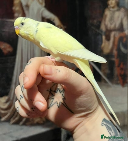 Budgerigars birds - Advert 13