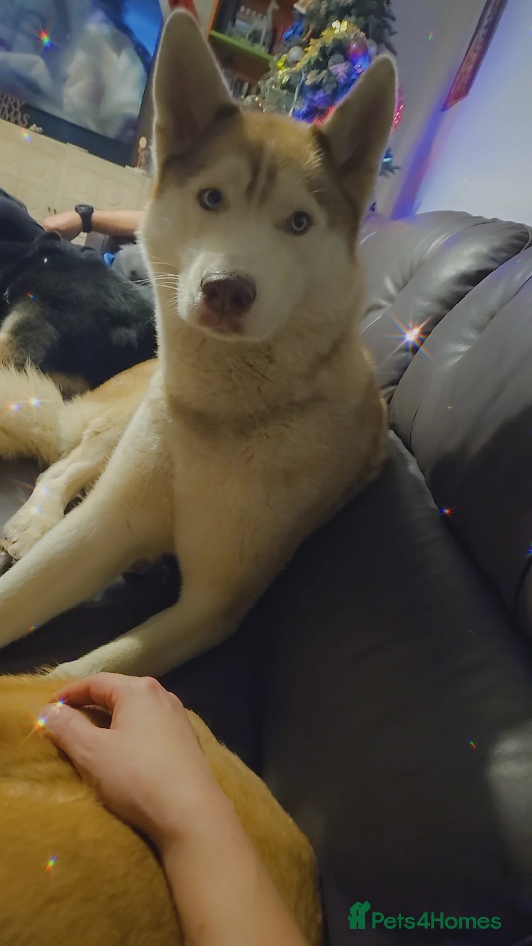 Shepsky dogs for sale: 2 Husky x German Shepherd dogs in Newton Abbot - Advert 2