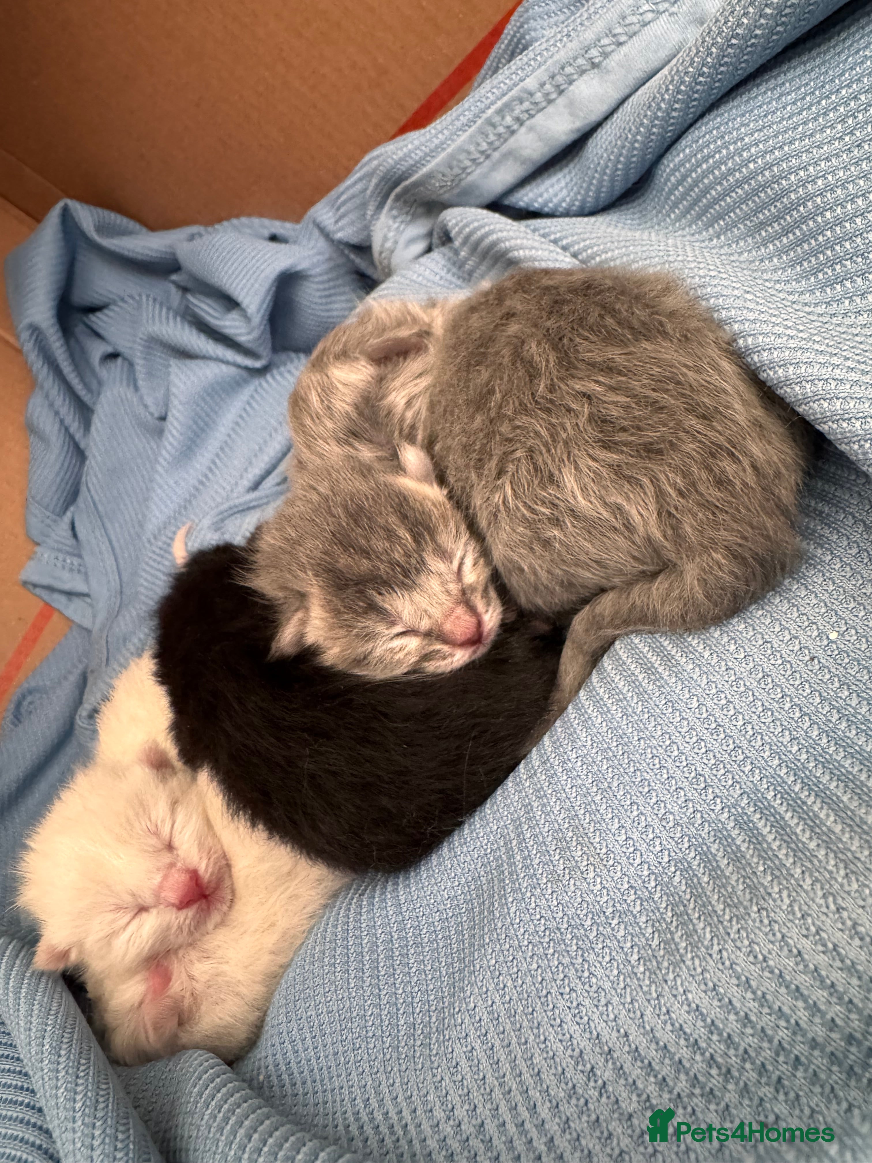 Mixed Breed cats Kittens - Advert 9