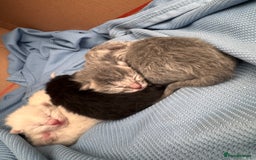 Ragdoll cats for sale: Kittens - Image 1