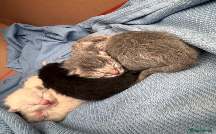 Ragdoll cats - Advert 1