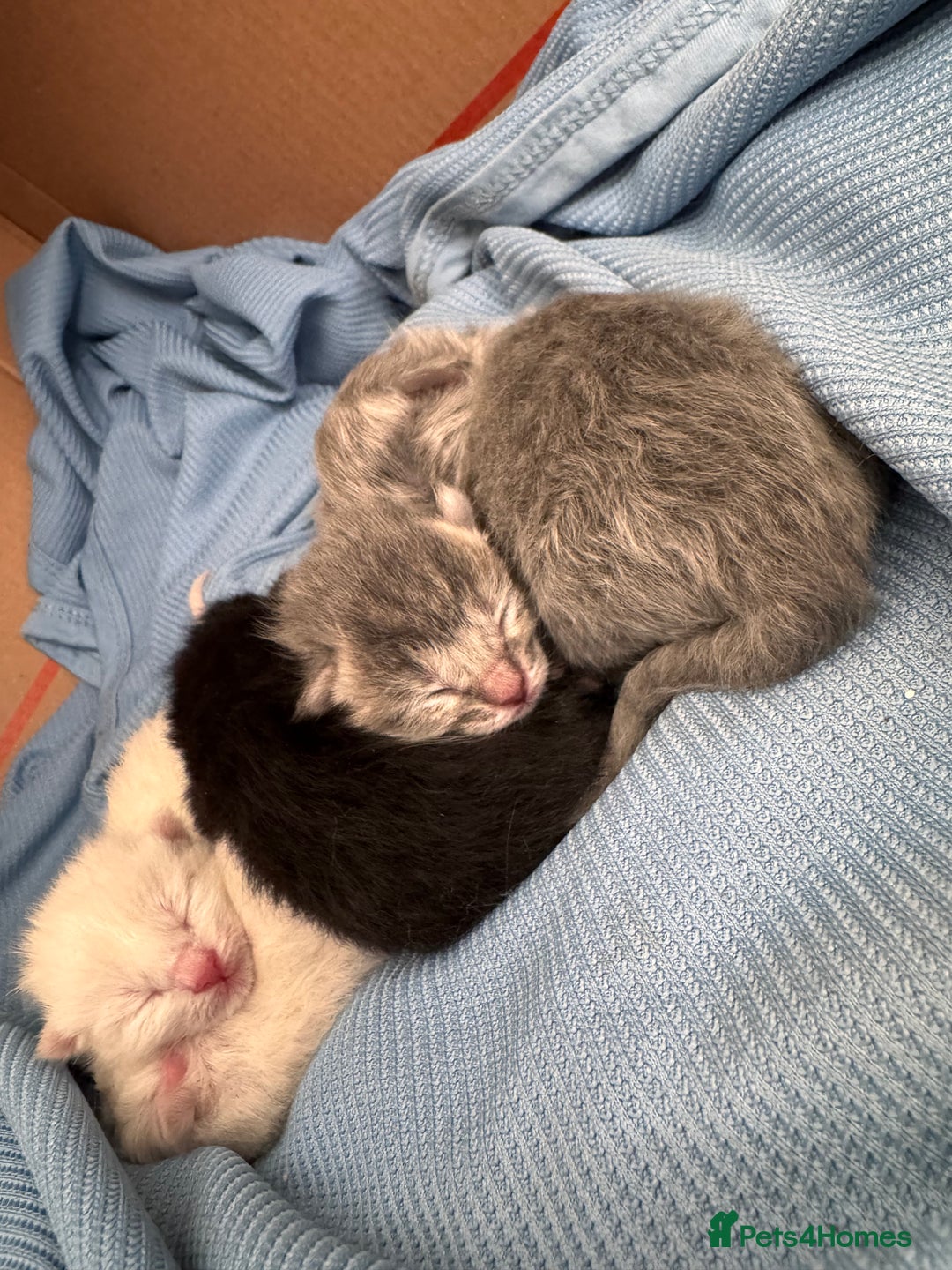 Ragdoll cats for sale: Kittens - Image 1