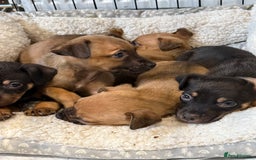 Mixed Breed dogs for sale: Mixed German Shepard ridgeback  - Image 9