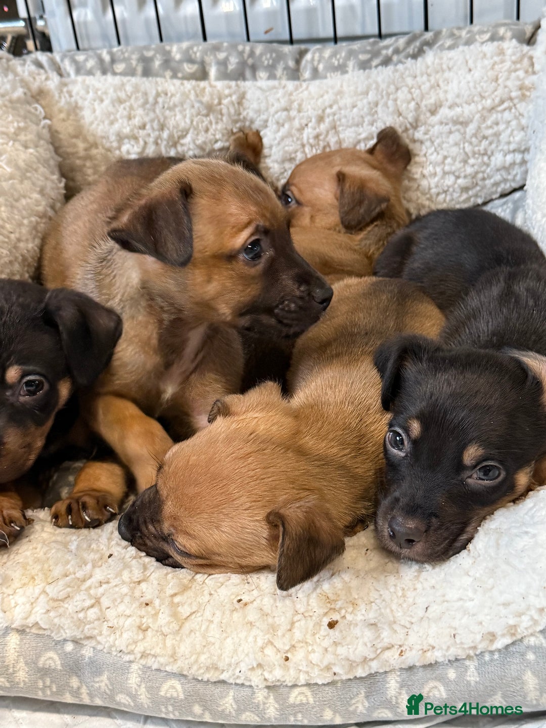 Mixed Breed dogs for sale: Mixed German Shepard ridgeback  - Image 9