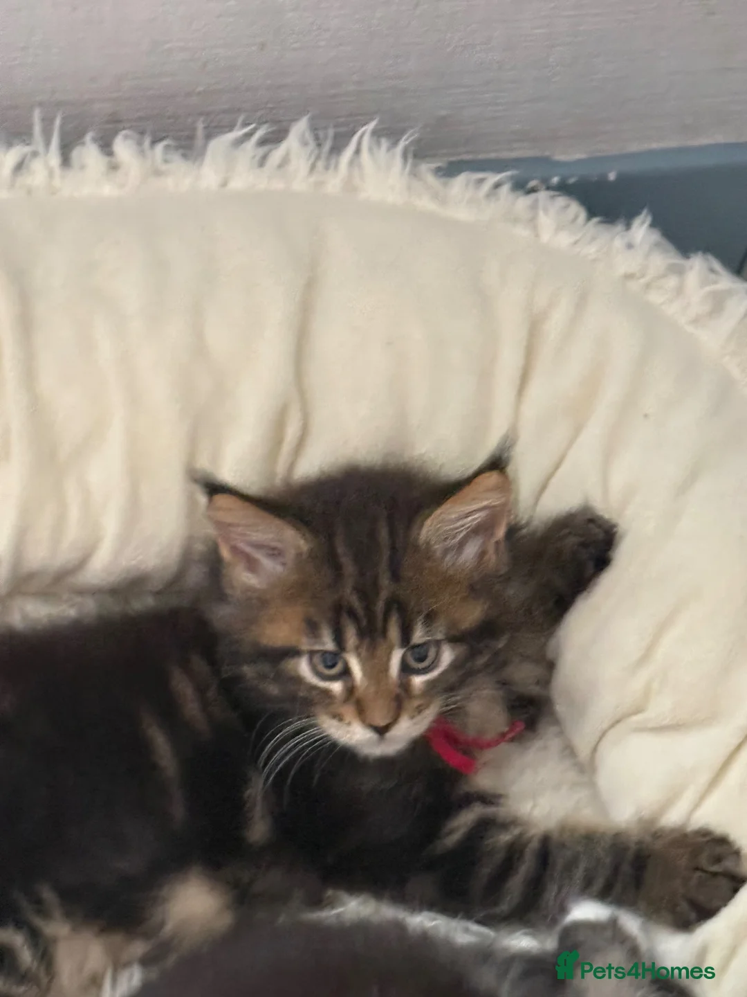 Maine Coon cats for sale: G Maine Coons - Advert 2