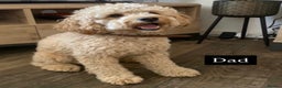Cavapoo dogs for sale: Stunning Cavapoochon’s for sale (2 left) - Advert 18