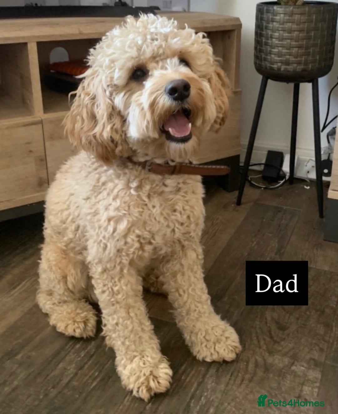 Cavapoo dogs for sale: Stunning Cavapoochon’s for sale (2 left) - Advert 18