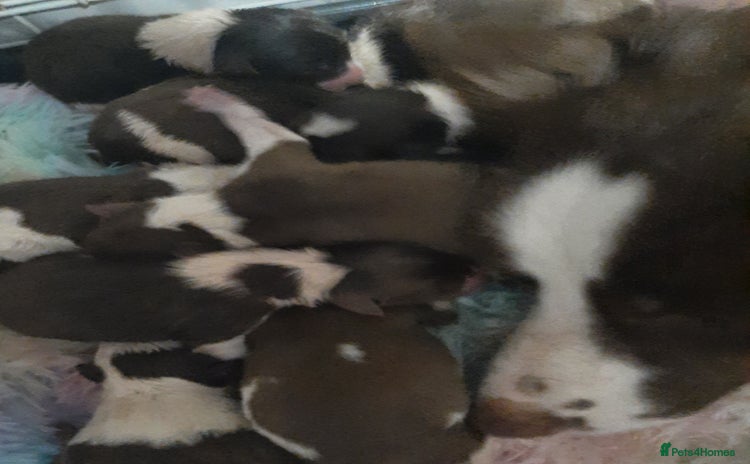 Border Collie dogs - Advert 1