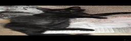 Maine Coon cats for sale: Black Beauty  - Advert 10