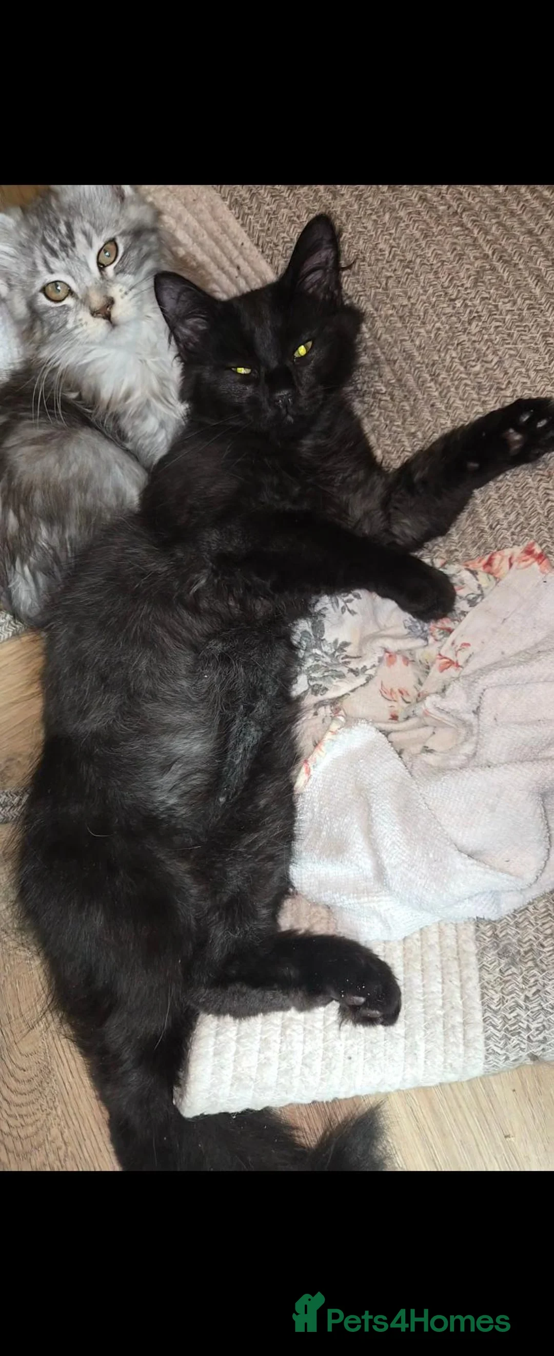 Maine Coon cats for sale: Black Beauty  - Advert 10