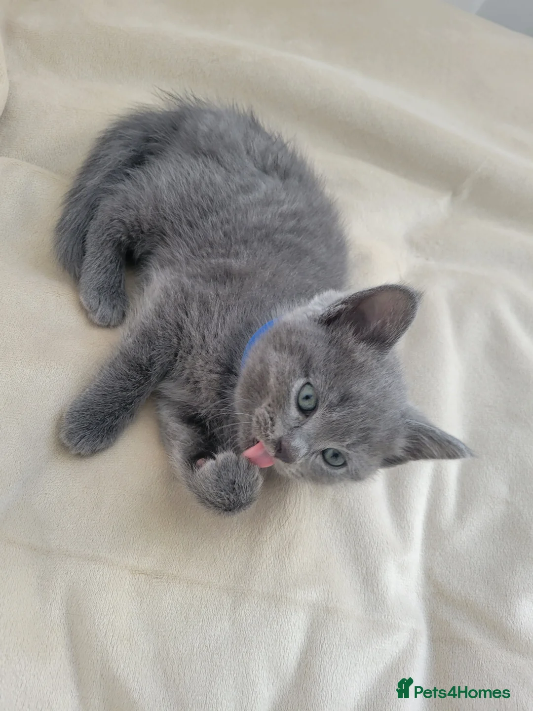British Shorthair cats for sale: British shorthair  in Canterbury - Advert 35