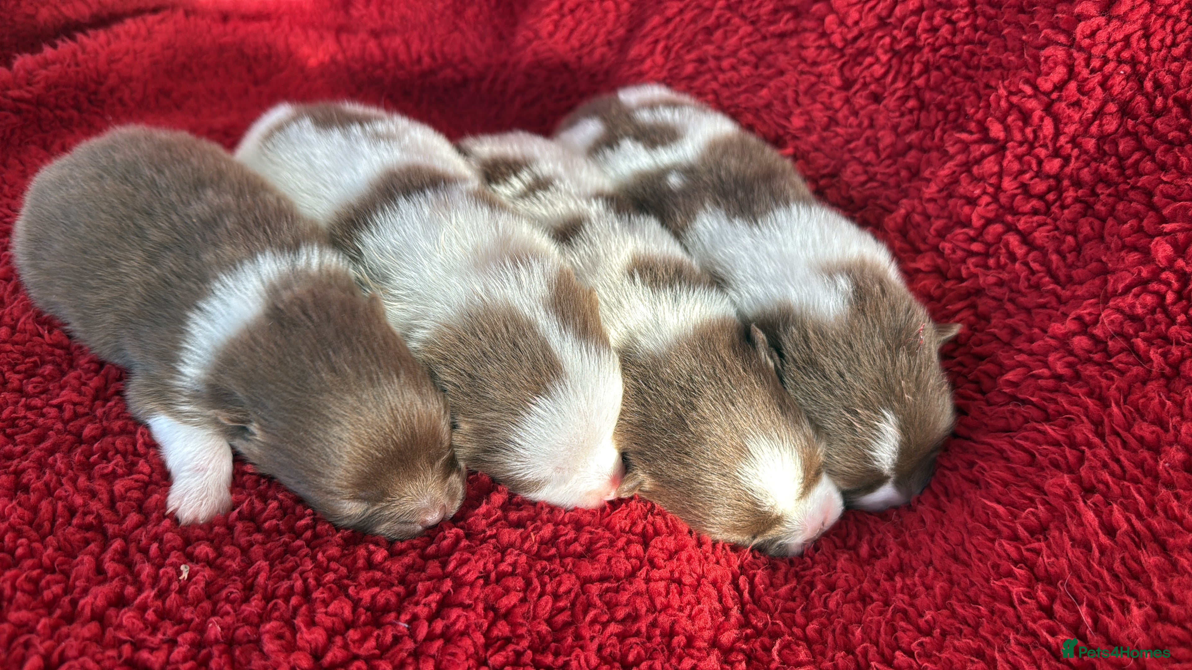 Pomeranian dogs Kc Beautiful chocolate parti poms 🤎🤍 - Advert 4