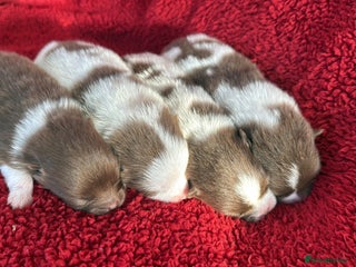 Pomeranian dogs Beautiful chocolate parti poms 🤎🤍 - Advert 10