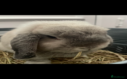 Mini Lop rabbits for sale: Lovely retired mini lop doe!  - Image 6