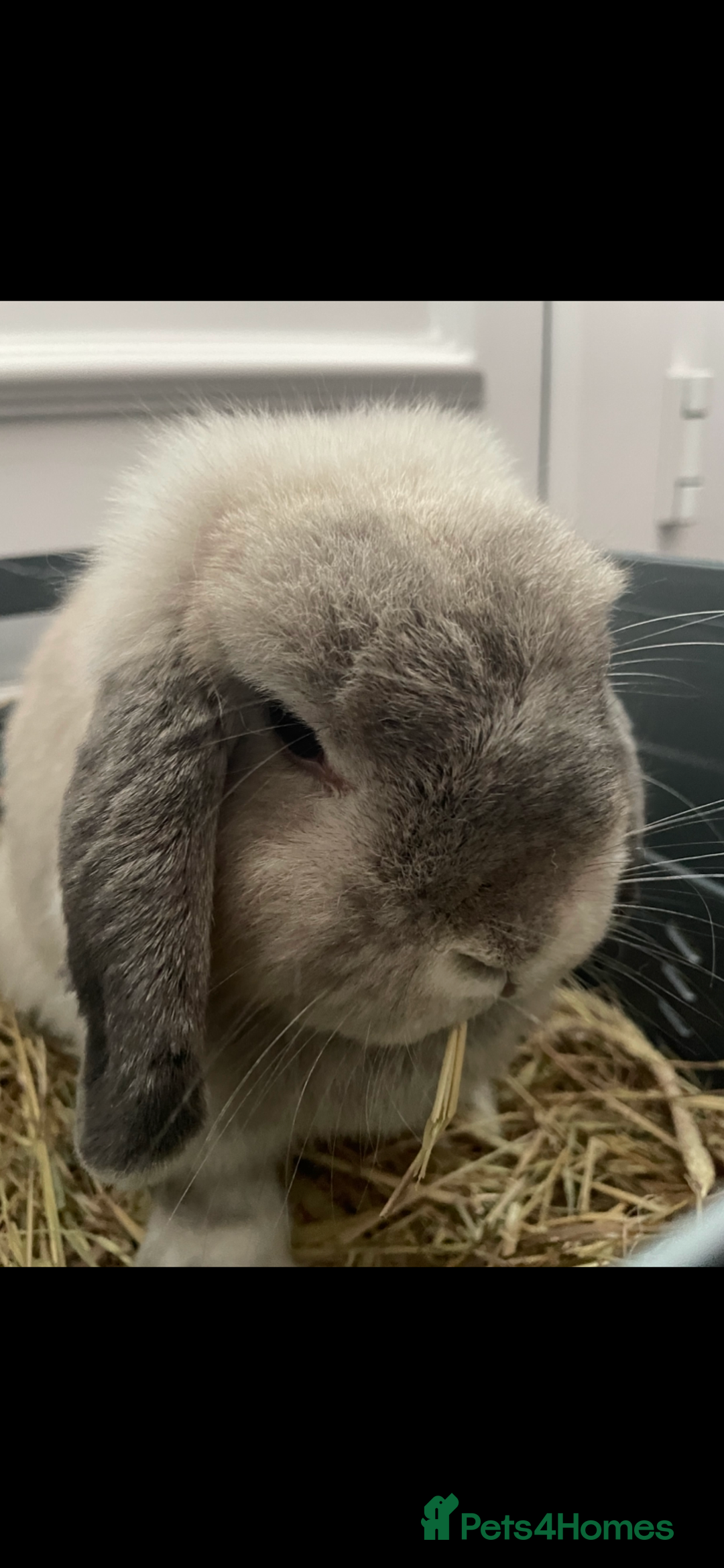 Mini Lop rabbits for sale: Lovely retired mini lop doe!  - Image 6