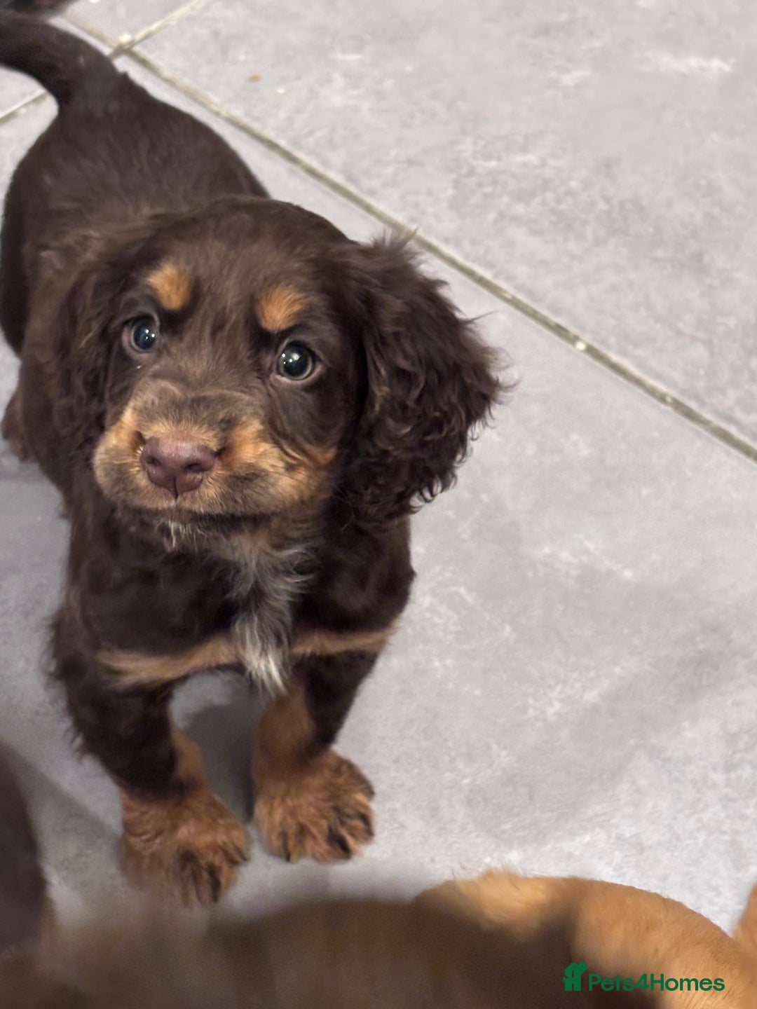 Cocker Spaniel dogs for sale: Working cocker spaniel now ready - Advert 9