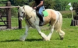 Irish Sports horses for sale: Horse lemon drizzle  - Image 6