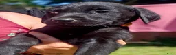 Labrador Retriever dogs for sale: Gorgeous Black Labrador Puppies - Advert 2