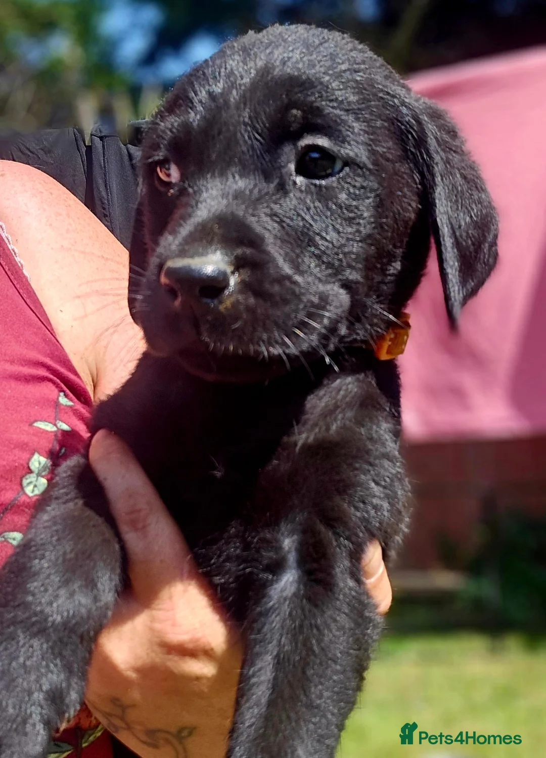 Labrador Retriever dogs for sale: Gorgeous Black Labrador Puppies - Advert 2
