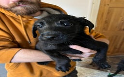 Labrador Retriever dogs for sale: Litter of seven beautiful labradors  - Advert 9