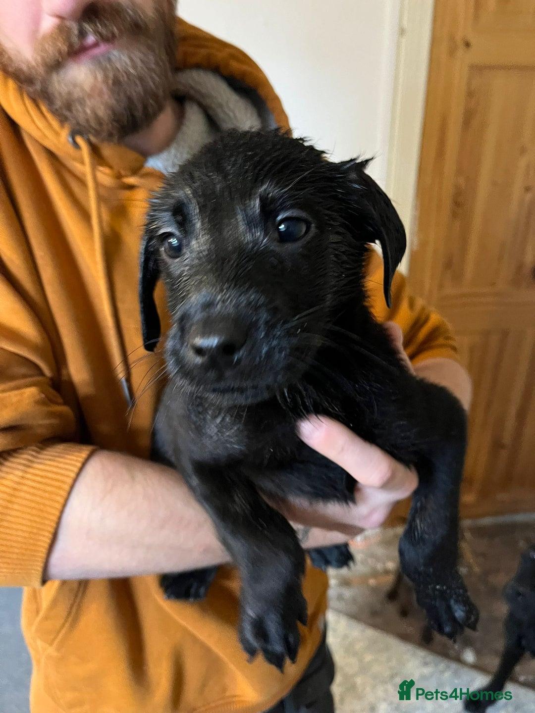 Labrador Retriever dogs for sale: Litter of seven beautiful labradors  - Advert 9