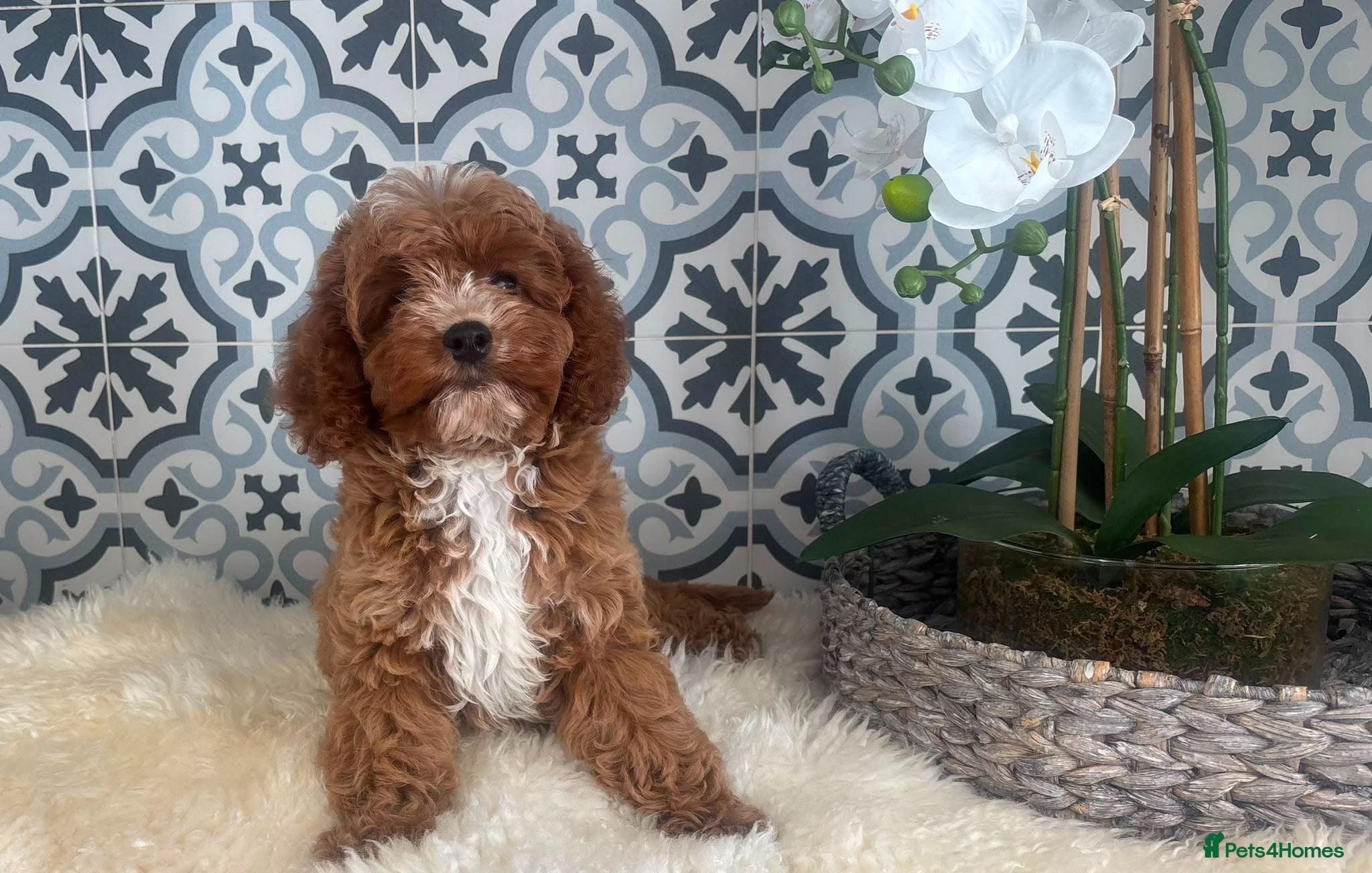 Cavapoo dogs ❤️ Health tested F1B cavapoo ❤️ - Advert 1