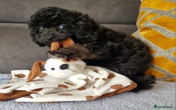 Cockapoo dogs for sale: Fully Vaccinated, Adorable small Cockapoo puppies - Image 18