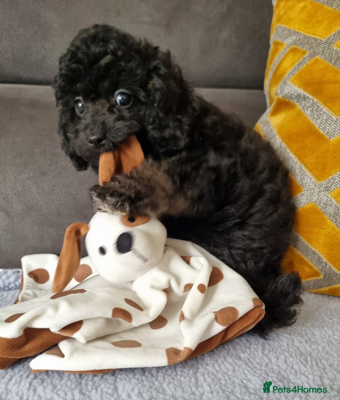Cockapoo dogs for sale: Fully Vaccinated, Adorable small Cockapoo puppies - Image 18