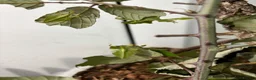 Stick Insects invertebrates for sale: Leaf Insect Nymphs in Newton Abbot - Advert 3