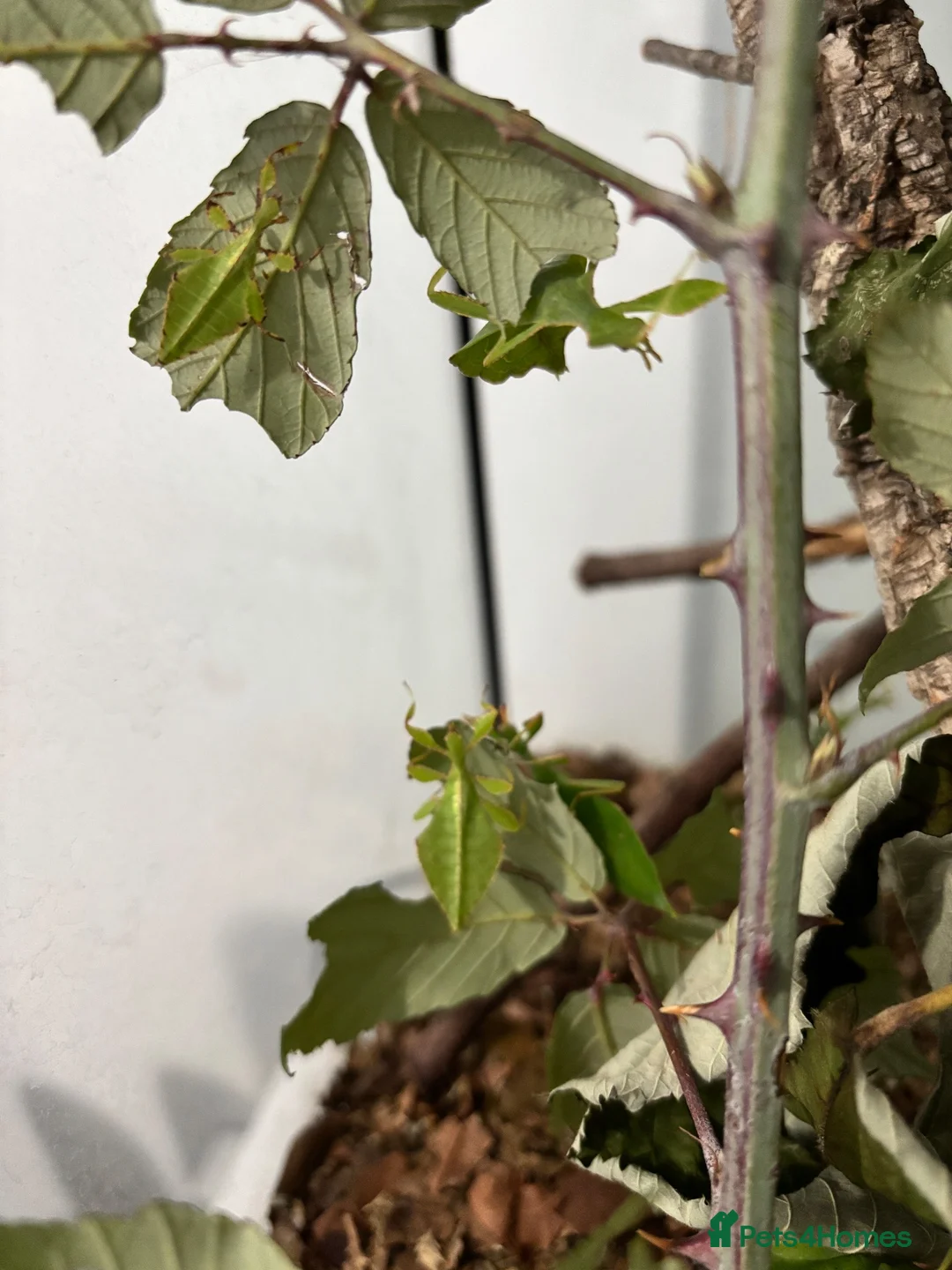 Stick Insects invertebrates for sale: Leaf Insect Nymphs in Newton Abbot - Advert 3