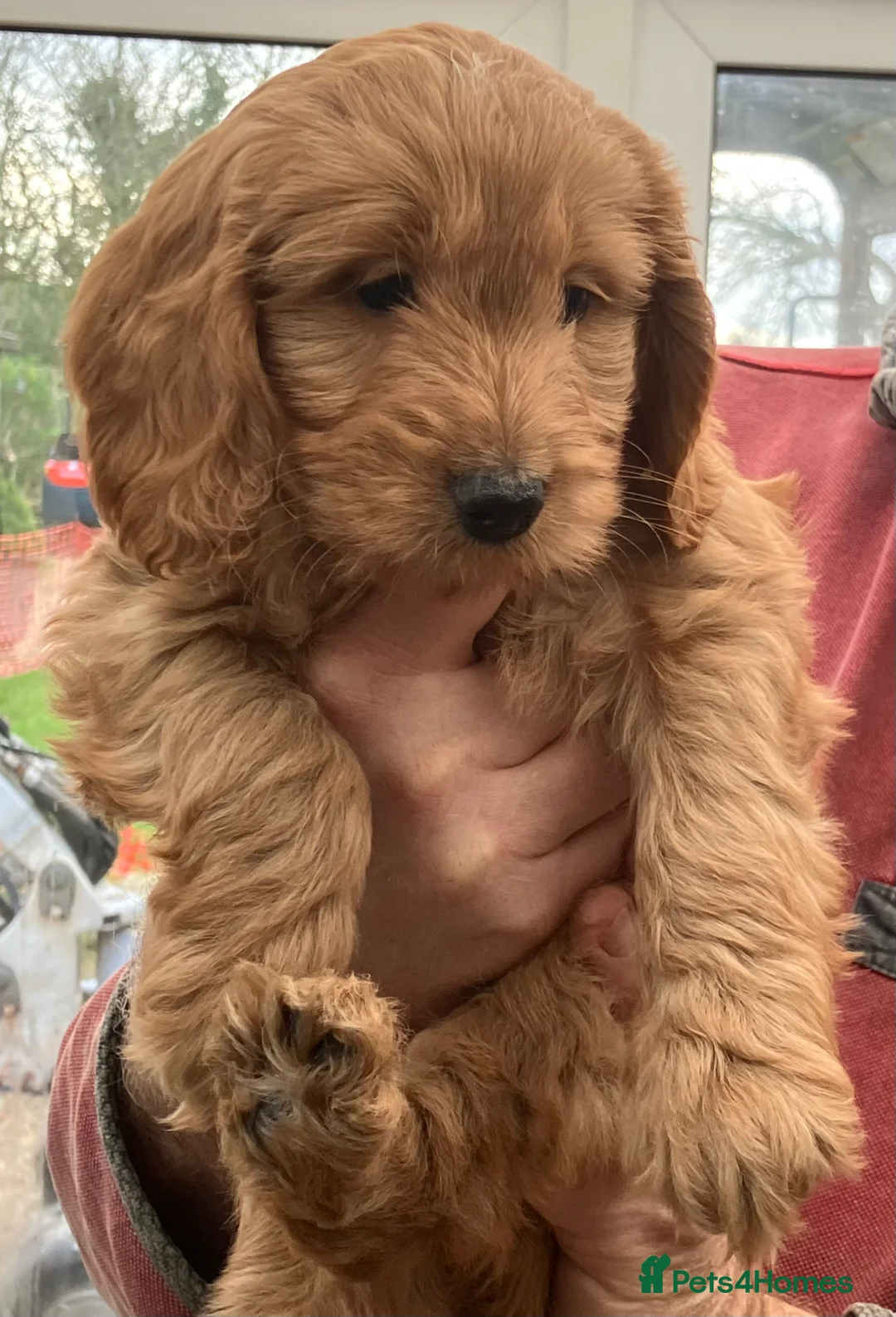 Mixed Breed dogs for sale: AUSTRALIAN LABRADOODLE PUPPIES READY NOW - Advert 11