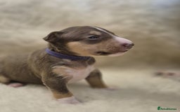 Miniature Bull terrier dogs for sale: 🐾 Exclusive Miniature Bull Terrier Puppies 🐾 - Image 26